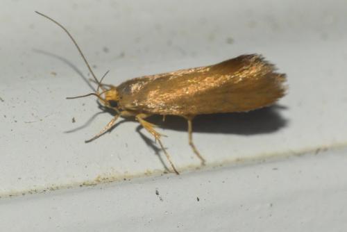 Crassa unitella